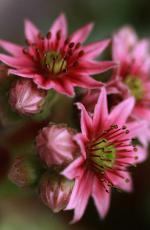 Alex Lisun Flowers