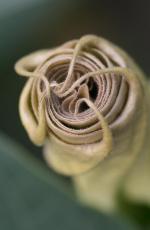 Alex Lisun Flowers